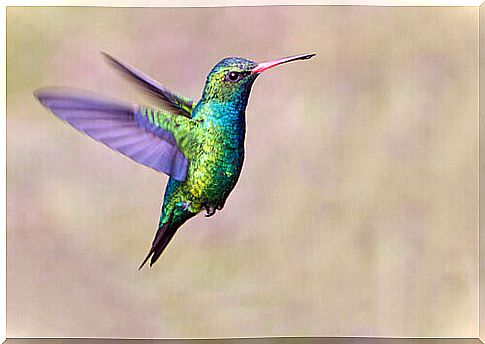 hummingbird