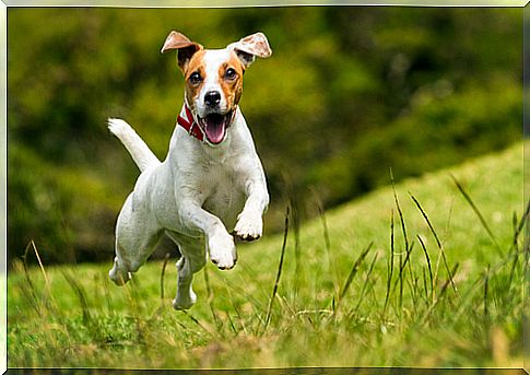 10 ways to make your dog happy