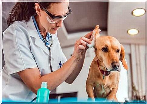 3 symptoms that indicate your dog has an infection