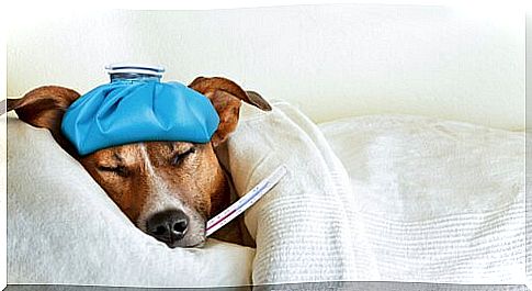 Dog with fever and thermometer