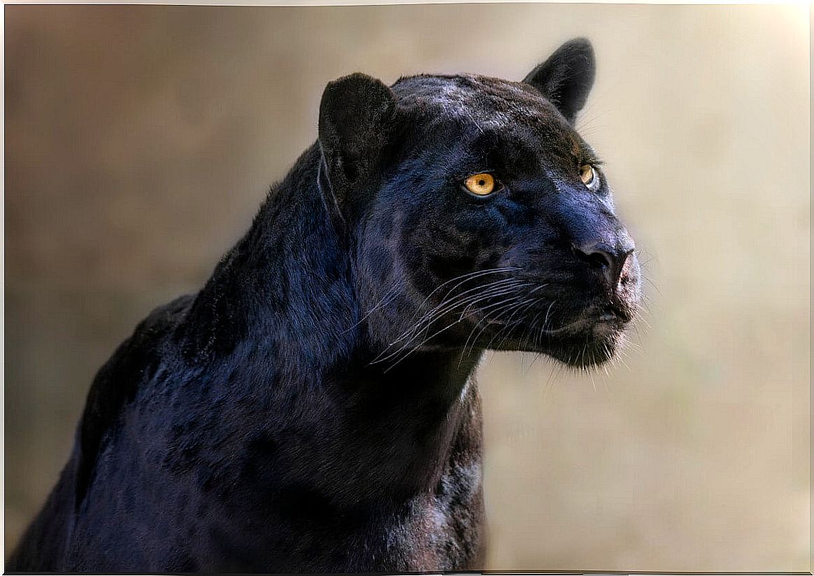 A black panther.