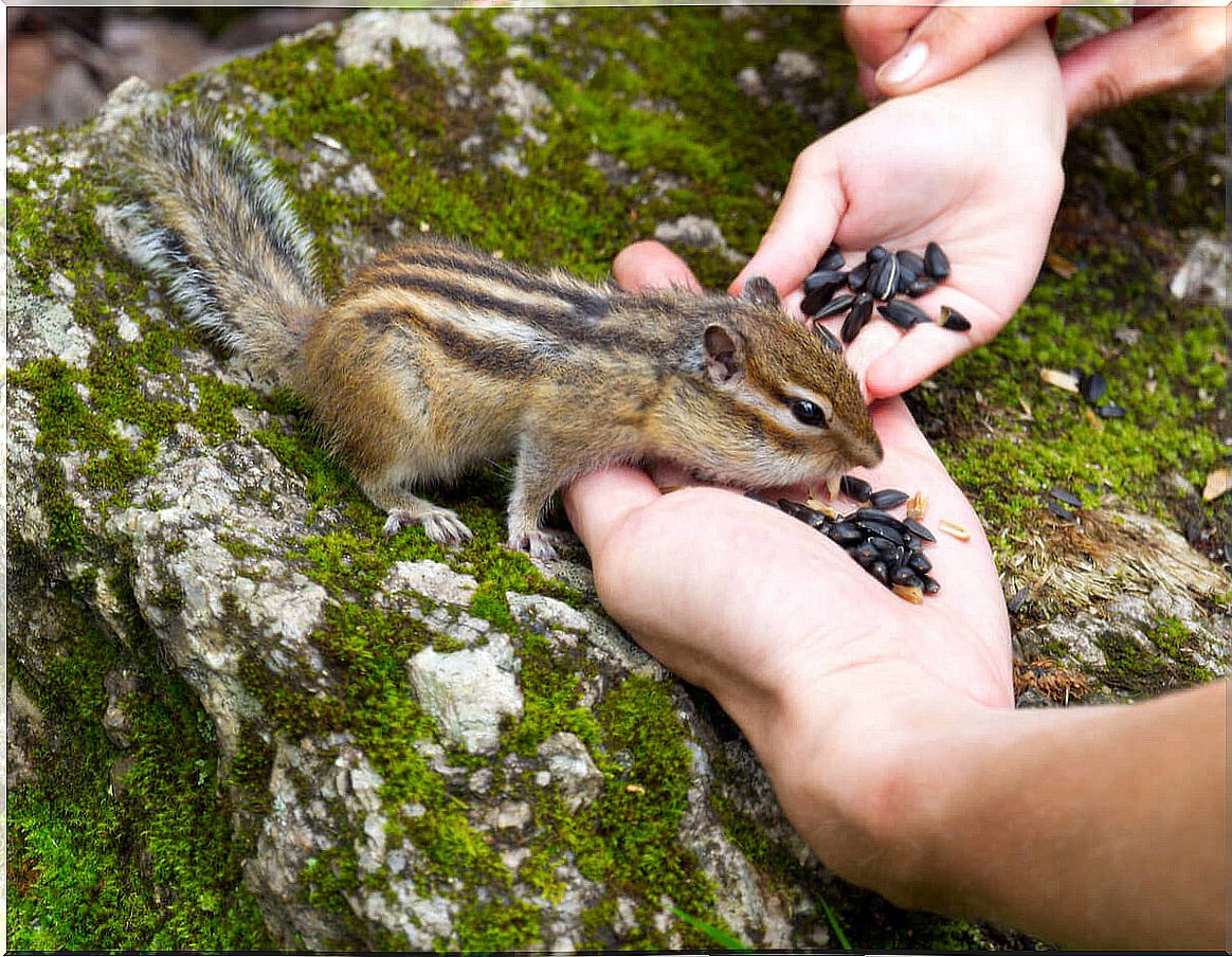 Taking care of a squirrel can be difficult.