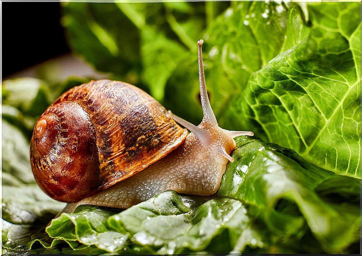 A snail, one of the animals in the cinema.