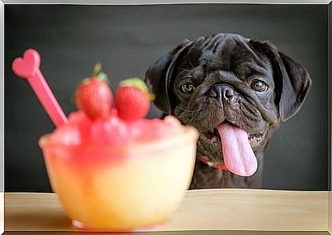 4 smoothie recipes for dogs