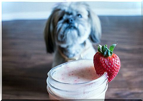 smoothie recipes for dogs