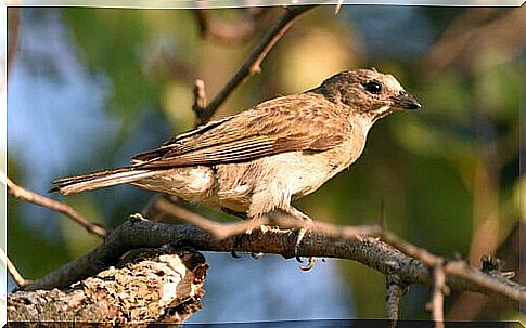 Zambezi Indicatoridae