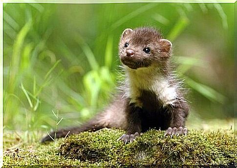 weasel