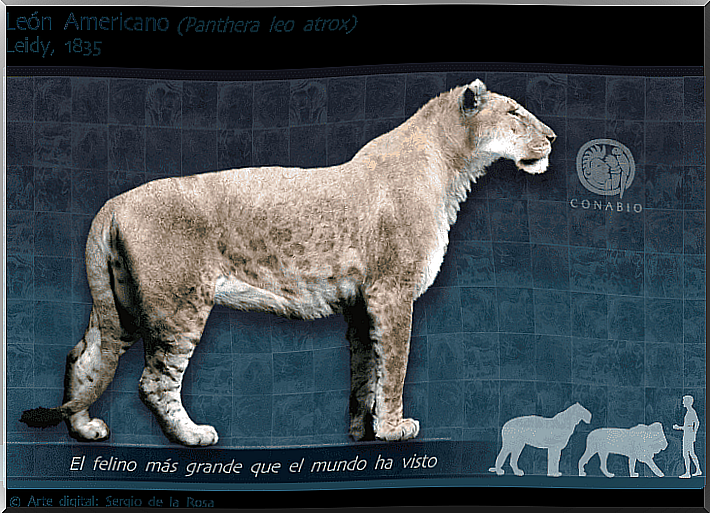 felinos extintos: leão americano