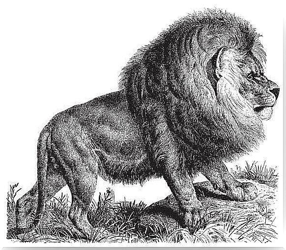 extinct big cats