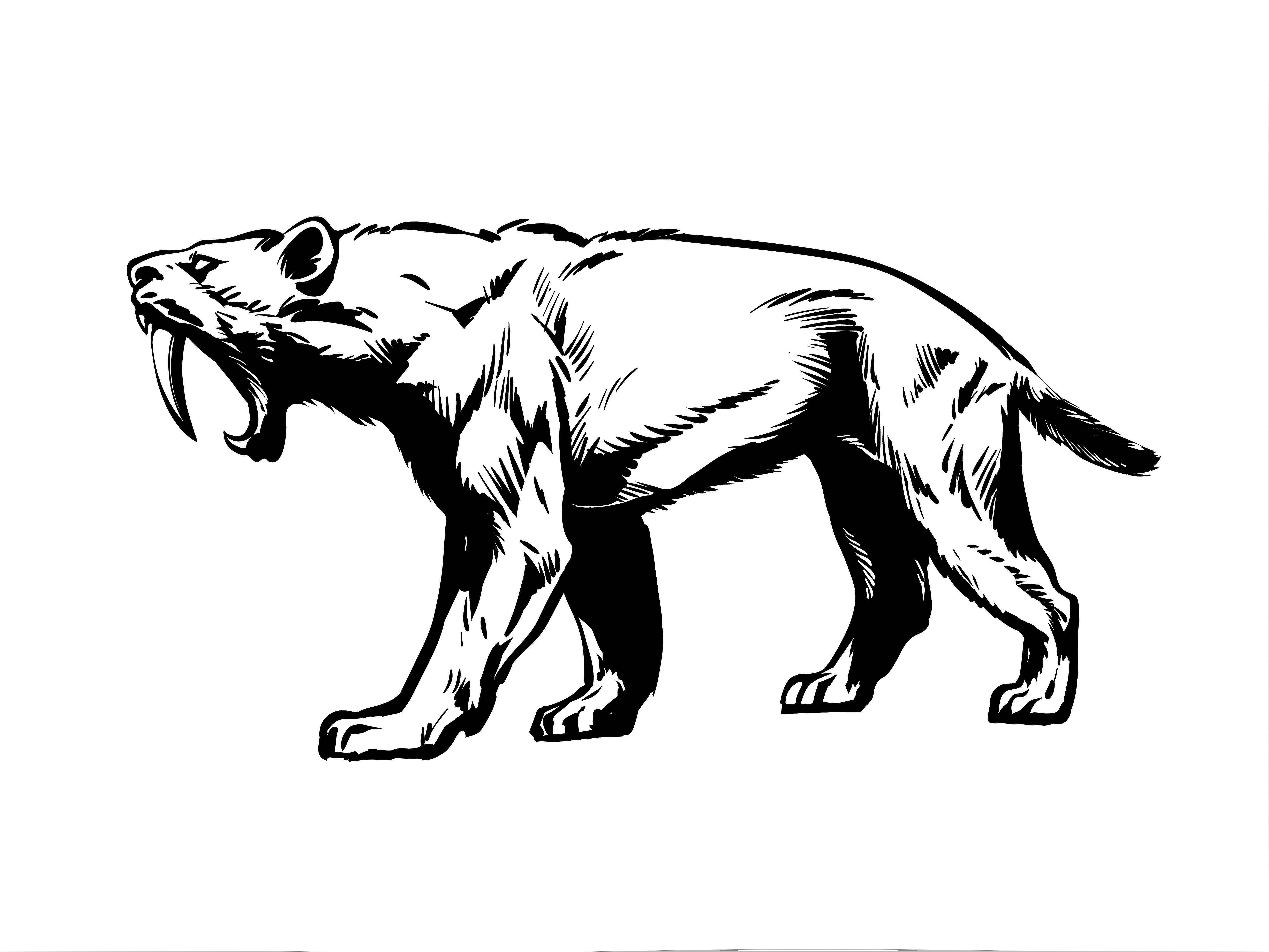 Smilodon: saber-tooth tiger