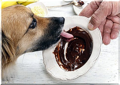 give-chocolate-a-dog