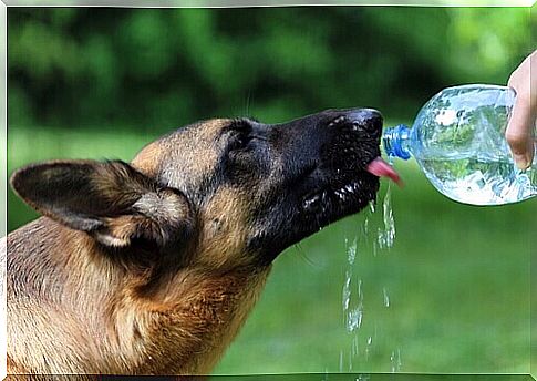 german shepherd drinking water