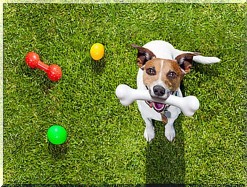 5 games to enjoy with your dog