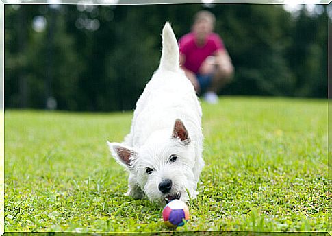 white dog playing with ball