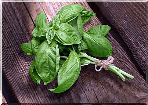 Basil