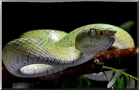 5 most venomous snakes in the world