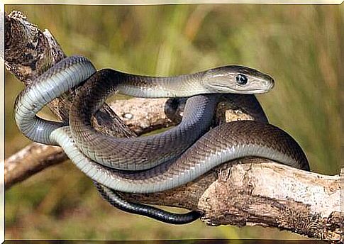 most venomous snakes: black mamba