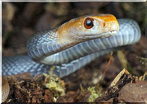 5 most venomous snake species: Taipan snake