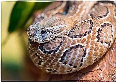 most venomous snakes: Russell's viper