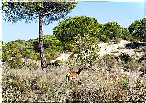 Doñana National and Natural Park