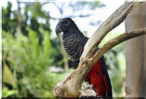 5 species of parrots: come and meet them!