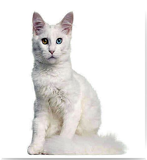 white cat with colored eyes