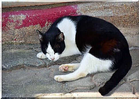 cat sleeping in the street