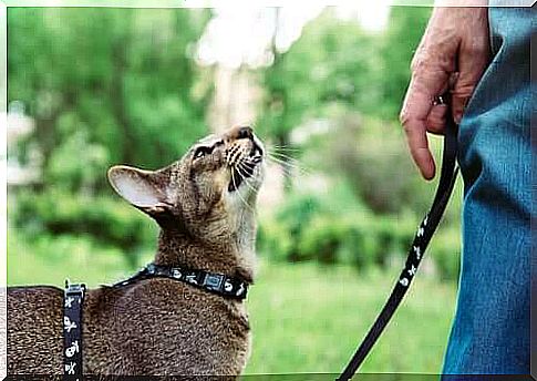 Owner walking with deaf cat