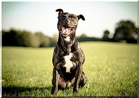 Saiba como fazer seu cão feliz