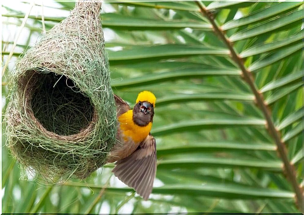 6 animals that build their own houses