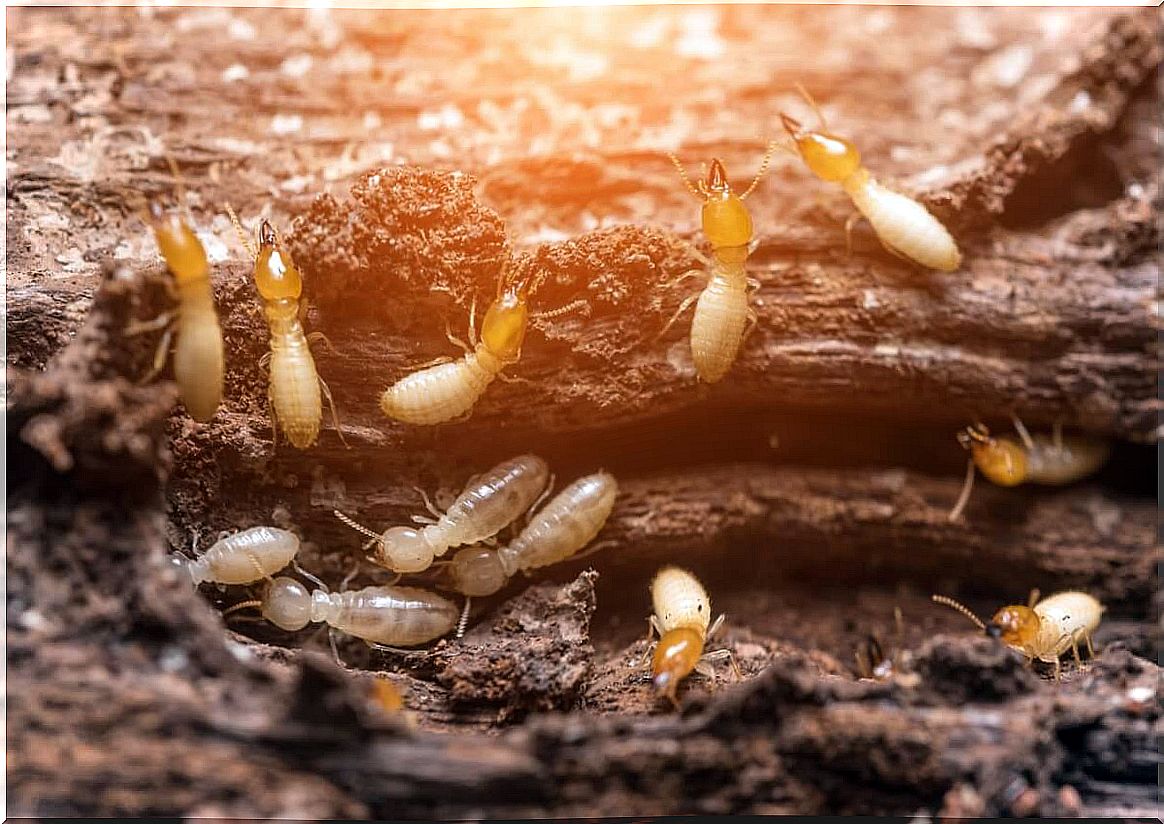 Termites are animals that build their own homes.