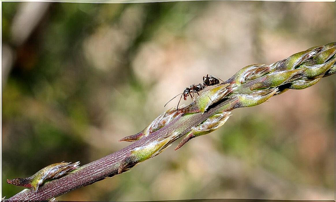 A weaver ant builds its own house.