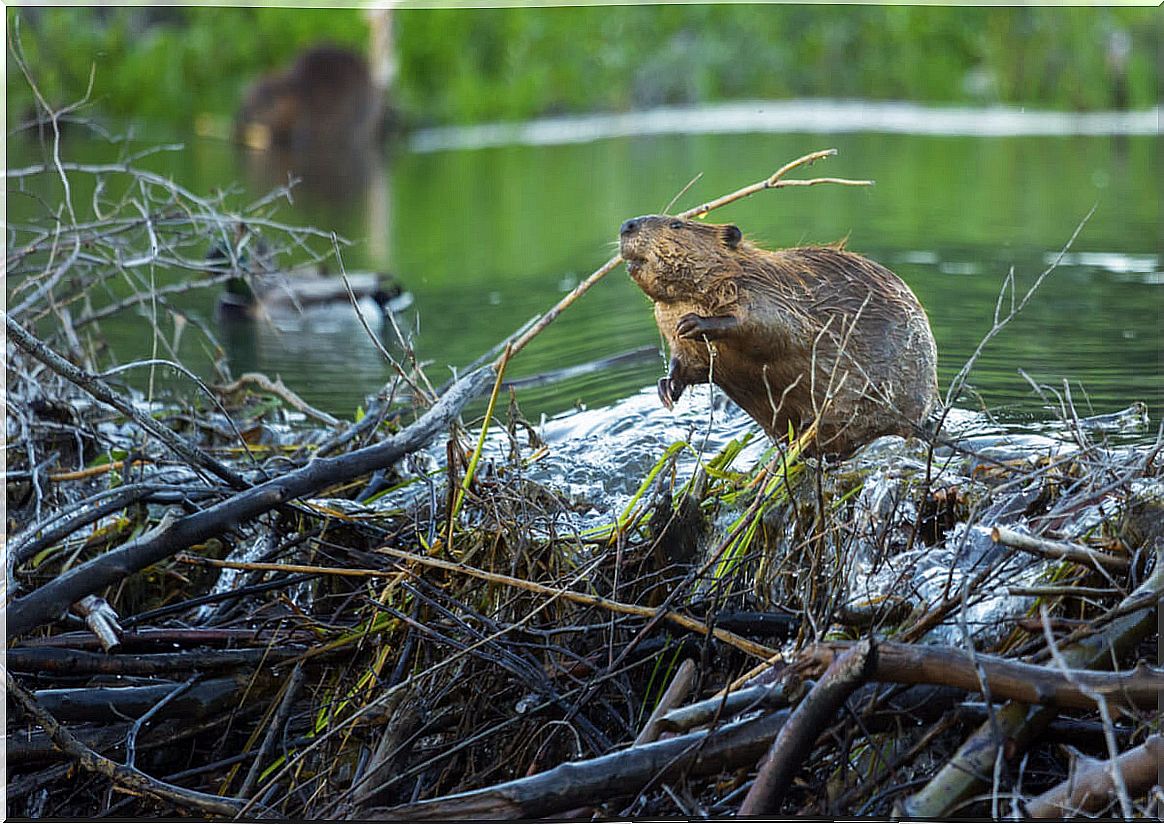 Beavers are animals that build their homes.