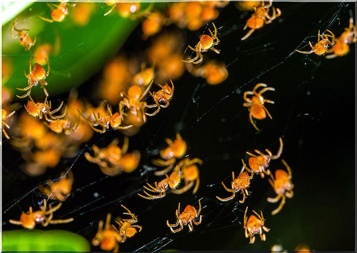 A group of weaving spiders.