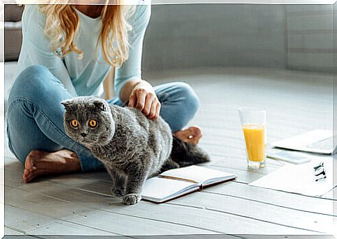 6 rules for living with a cat