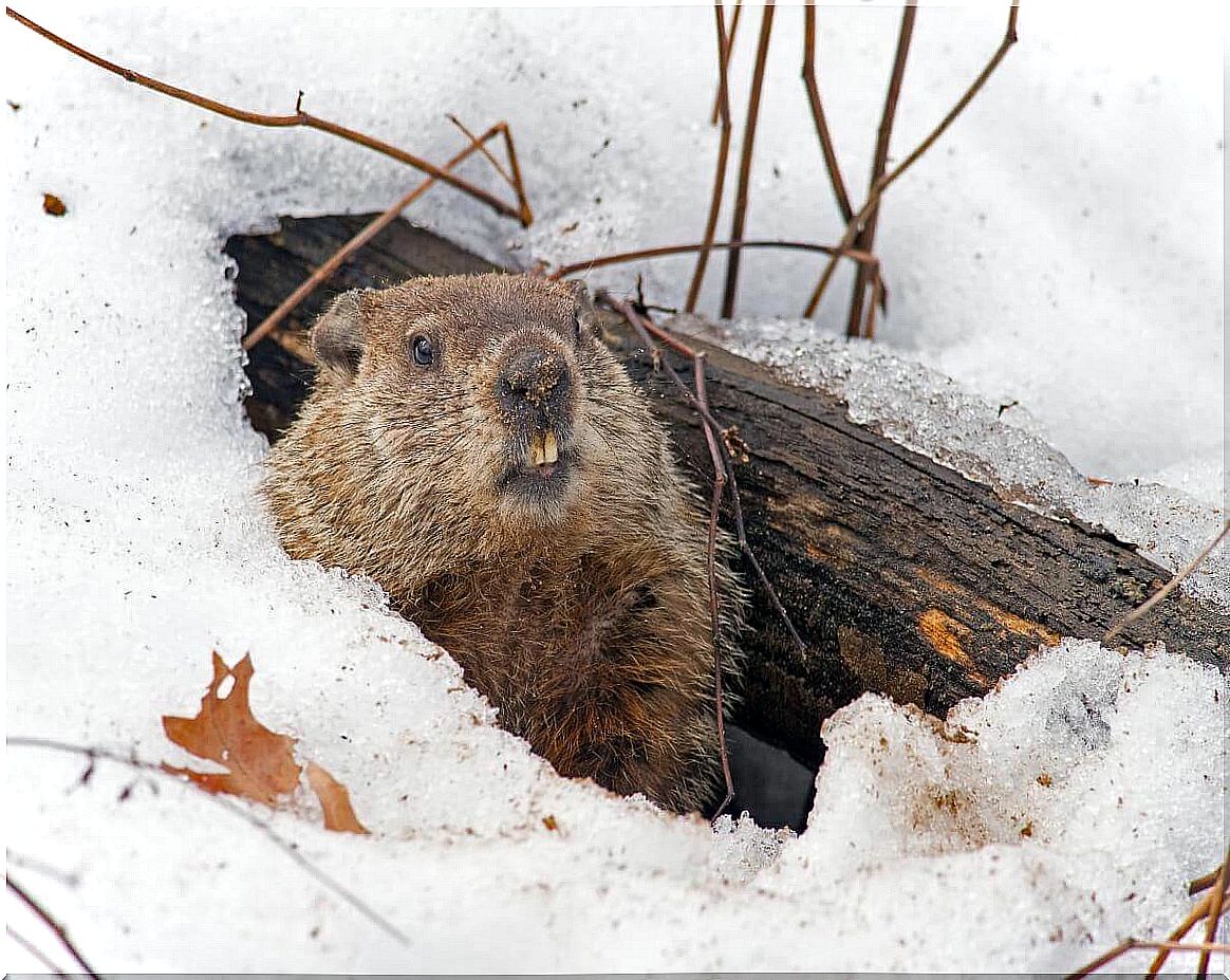 Marmots are animals that live in burrows.