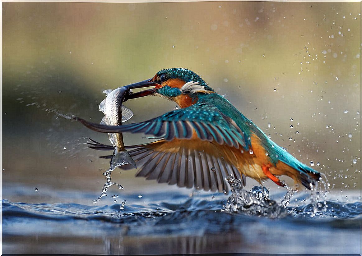 The Kingfisher is one of the animals that live in burrows.