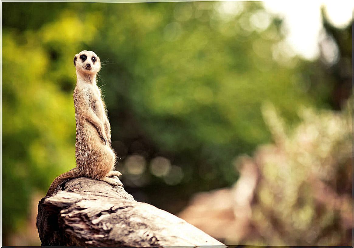 Meerkats are animals that live in burrows.