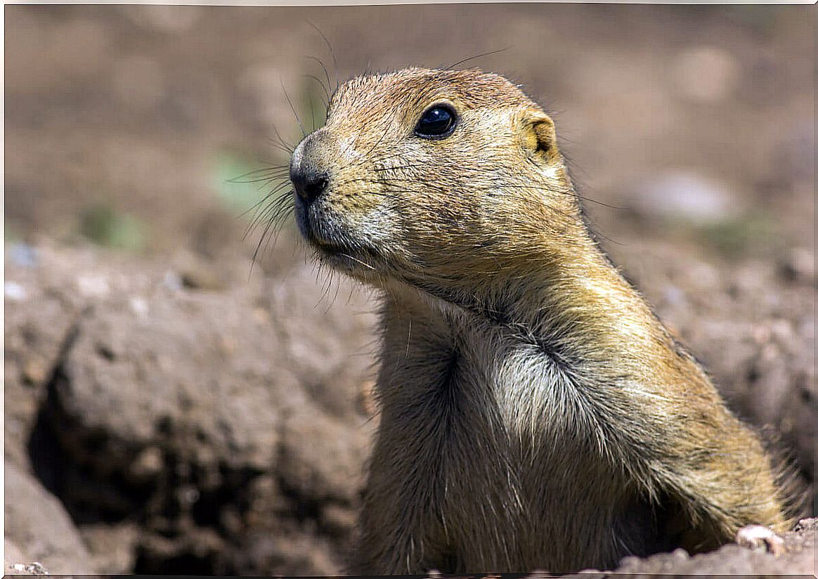 Prairie Dogs: One of the Animals that Live in Burrows