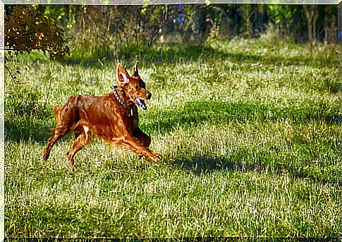 dog in a park