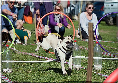 Dog having fun in dog park