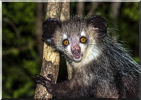 An aye-aye, one of the animals of Madagascar.