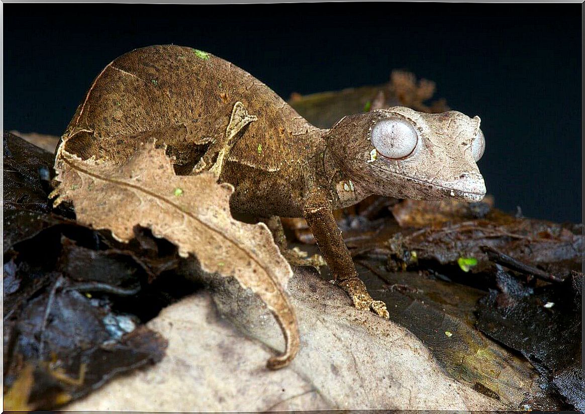 One of Madagascar's rarest animals.