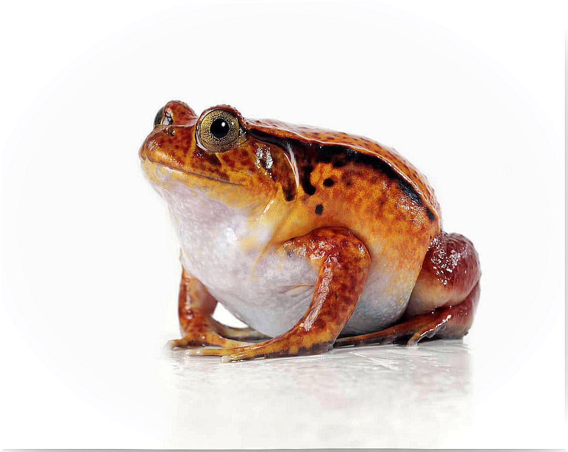 A Dyscophus toad on a white background.