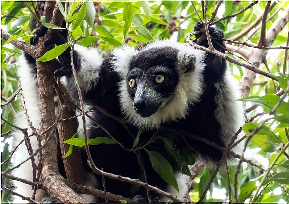 An indri among branches.