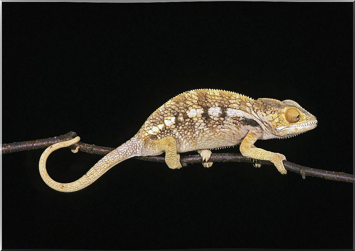 A giant chameleon on a black background.