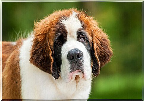 A 70 kg Saint Bernard was blessed by the Pope at the Vatican