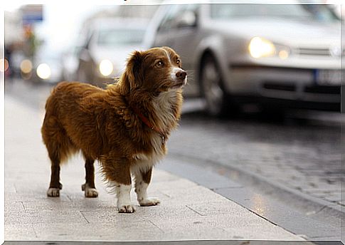 abandoned dog