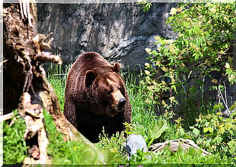 A fight for the conservation of bears in Vietnam