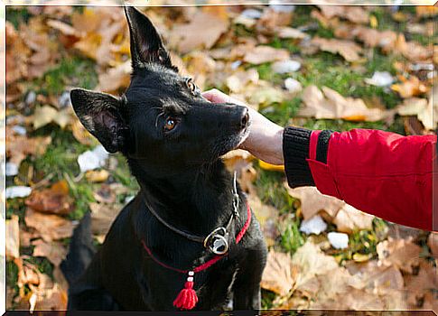 affection in dog